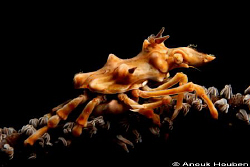 Xeno crab, Xenocarcinus tuberculatus. Picture taken at Ga... by Anouk Houben 